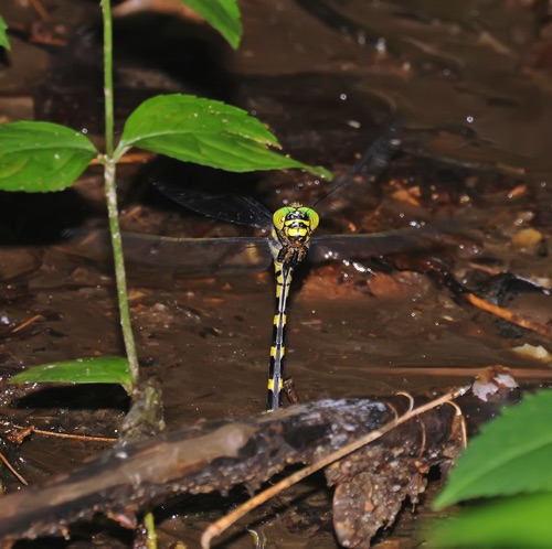 Female ovipositing
3 July 2010  Towns